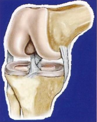 Biomechanics and Tissue Engineering