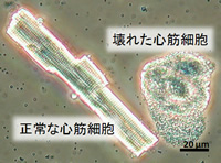 バイオメカニクス研究室