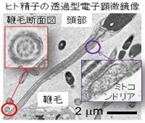 マイクロ・ナノ生理学研究室